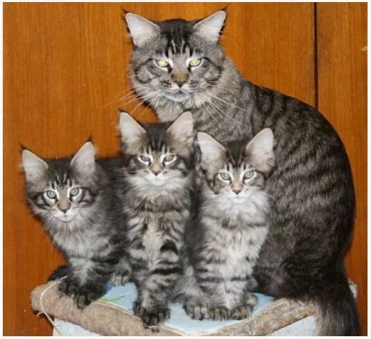 Как отличить котенка мейн куна от обычного. Как отличить котенка мейн куна от обычного