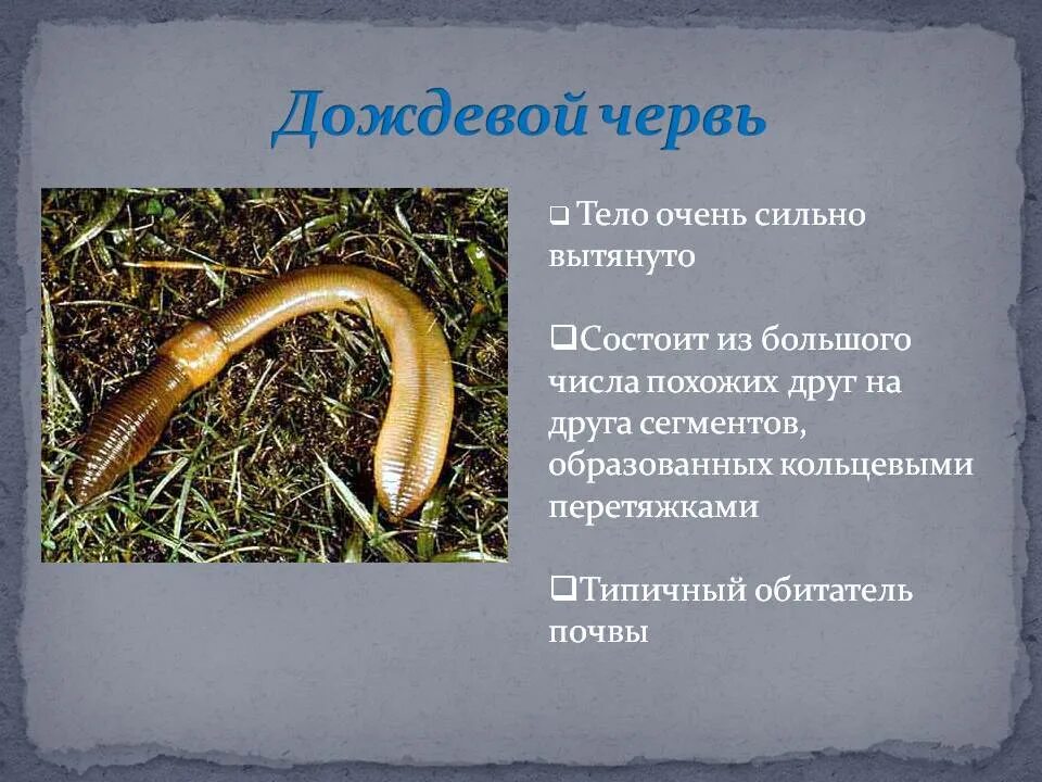 Дождевой червяк сообщение. Дождевой червь 3 класс окружающий. Сообщение о черве 3 класс. Доклад о дождевом черве 3 класс. Доклад про дождевых червей.