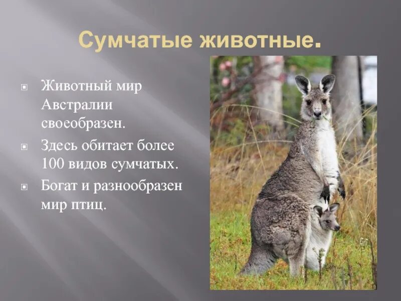 Описание сумчатых животных