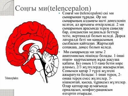 Комикс: Анам сексуалды