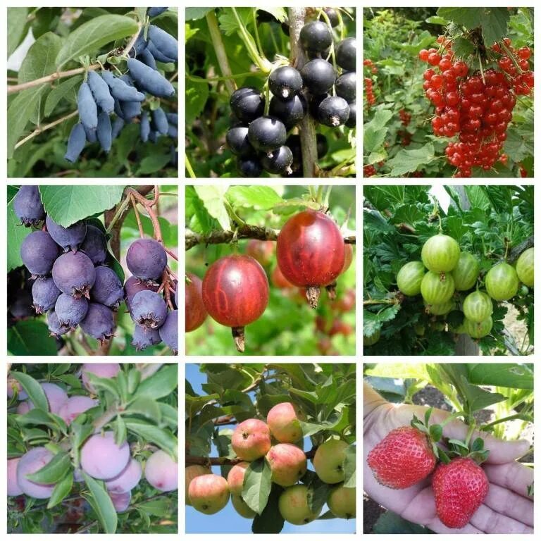 Саженцы каталог плодовые. Плодовые растения. Плодовые кусты. Плодово ягодные растения. Плодово-ягодные саженцы.