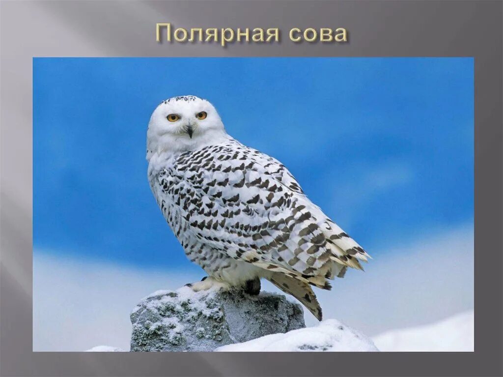 Полярная сова текст 5 класс. Полярная сова в тундре. ареал обитания полярной совы. совы полярные. полярная сова природная зона.
