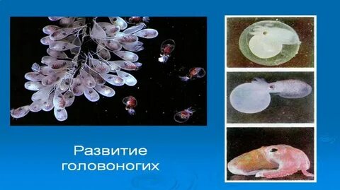 Головоногие моллюски размножение
