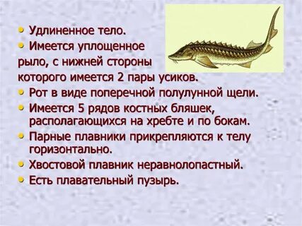 Рот костных рыб