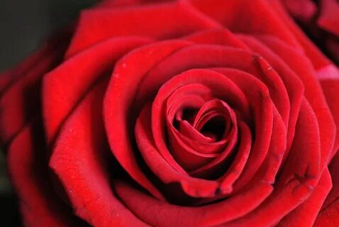 Rose flac