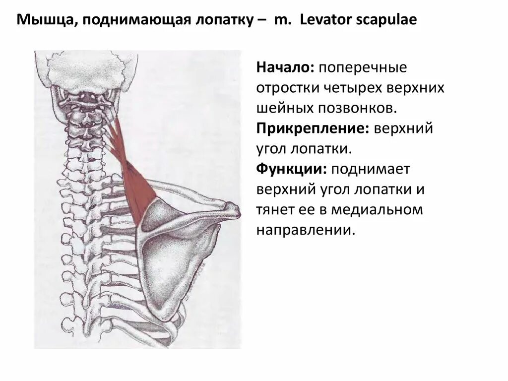 Поднимающая латынь. Мышца поднимающая лопатку анатомия. Мышца поднимающая лопатку прикрепляется к. Мышца поднимающая лопатку триггерные точки. Мышца поднимающая лопатку прикрепление.