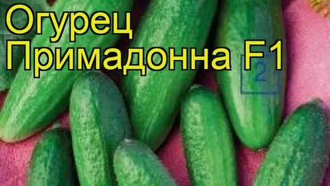 Огурец примадонна