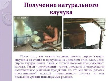 Сырье для получения натурального каучука