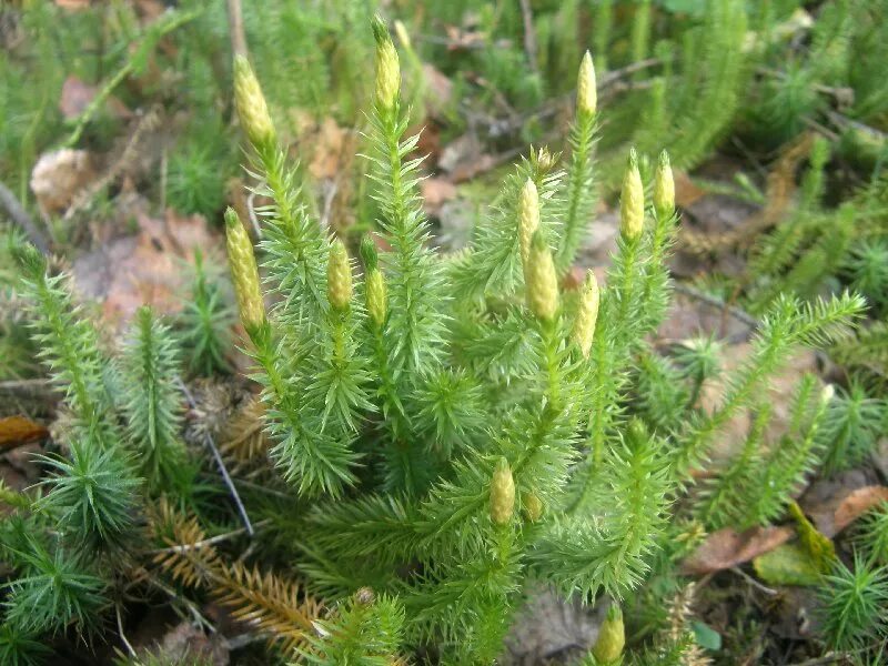 Плауны в лесу. Плаун булавовидный. Плаун годичный (Lycopodium annotinum). Плауна булавовидного папоротник. Плаун обоюдоострый.