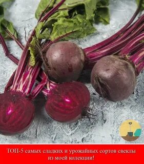 Свекла название сортов