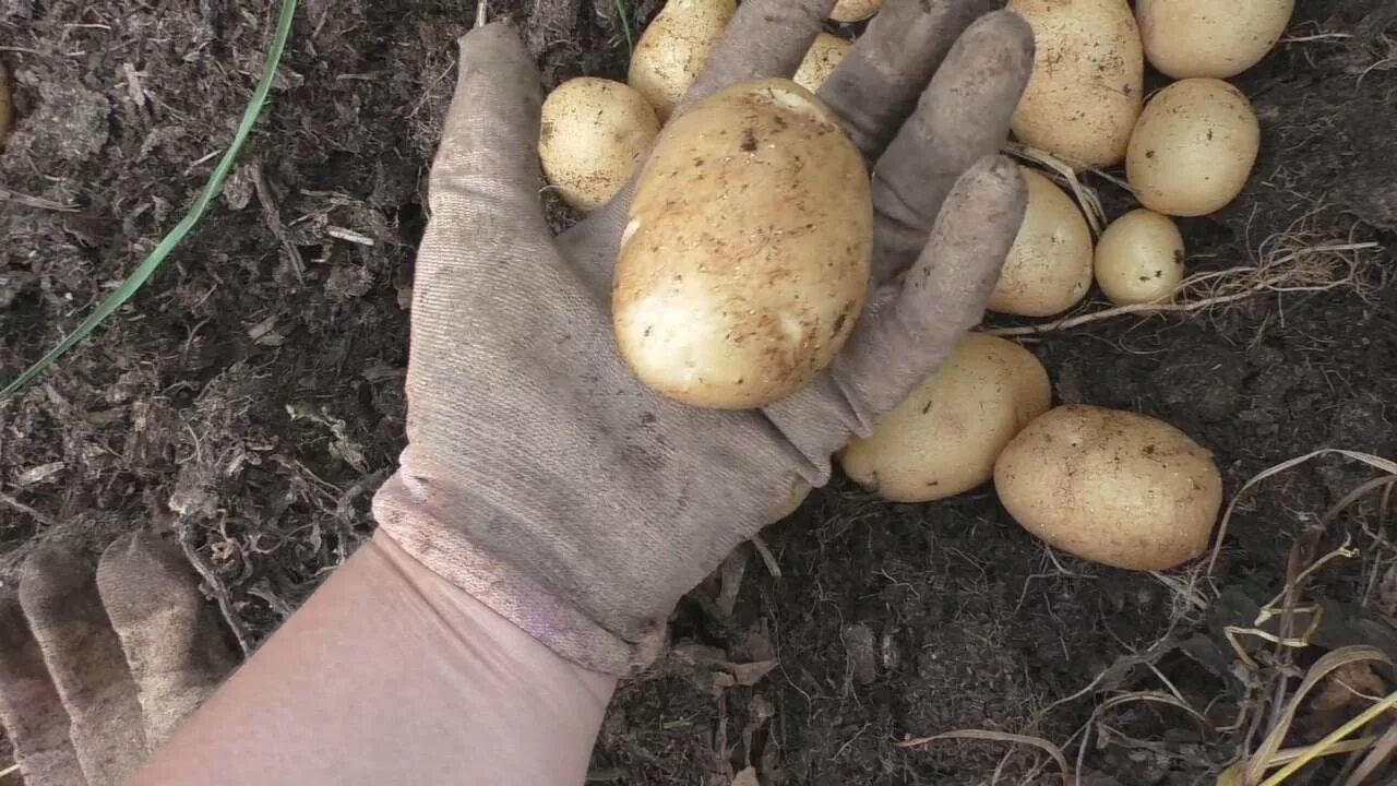 Урожай картофеля массой. Картофель удача клубень. Семенной картофель сорт Зекура. Урожайность картофеля сорта удача. Сорт картофеля удача.