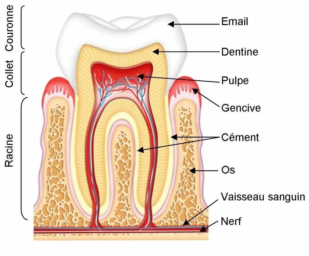 Anatomie d une chute