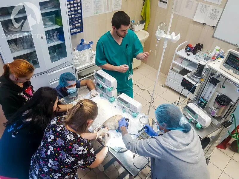 Ветеринарный орит. Реаниматология ветеринария. Ветеринарный орит. Ветеринарный анестезиолог. Стационар для животных.