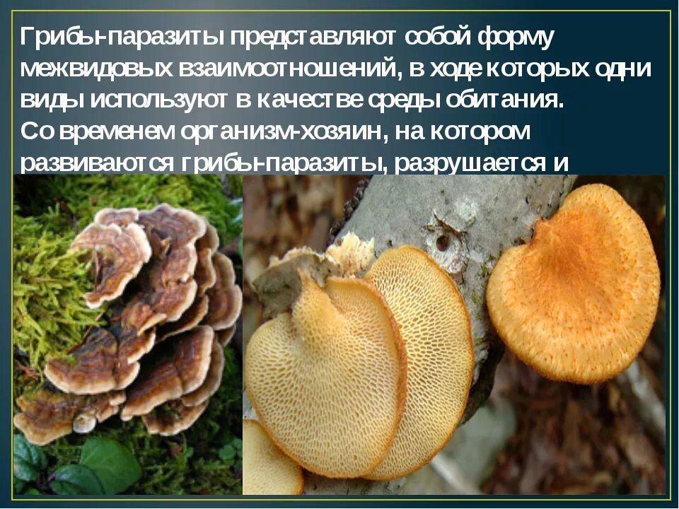 Какие грибы паразитические. Грибы паразиты. многообразие грибов паразитов. грибы паразиты растений. грибы паразиты примеры.