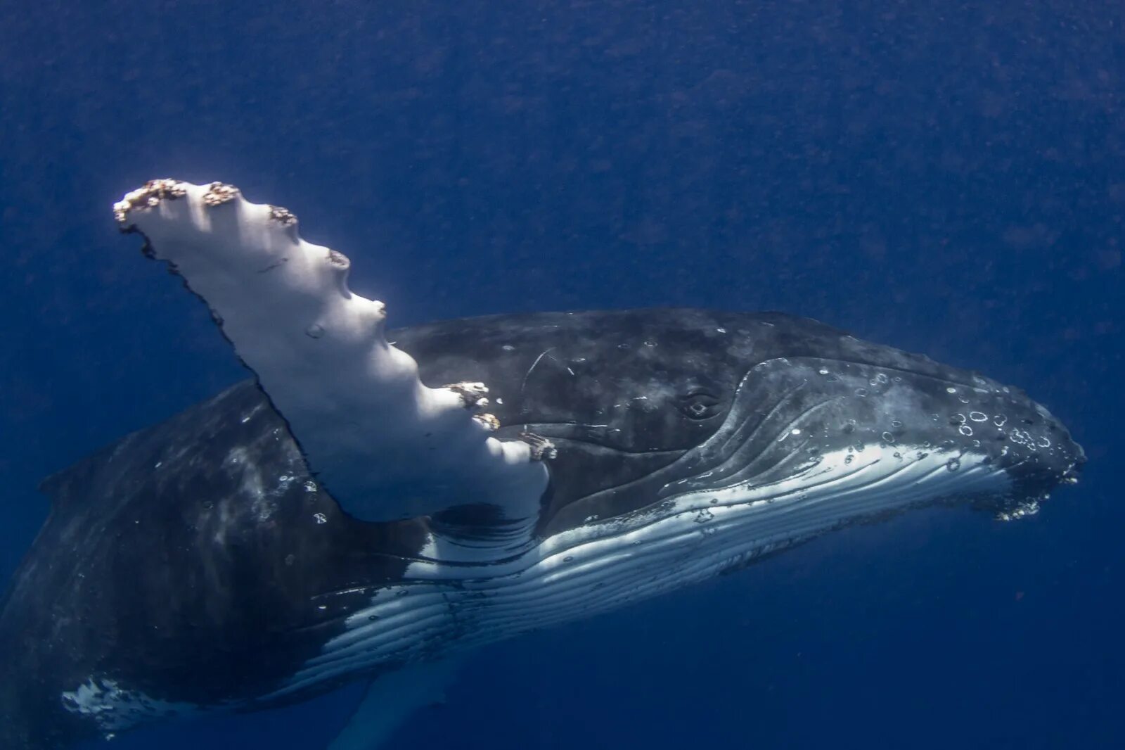 Ласты китообразных. Хвост горбатого кита. Кит горбач. Ласты кита. Кит горбач хвост.