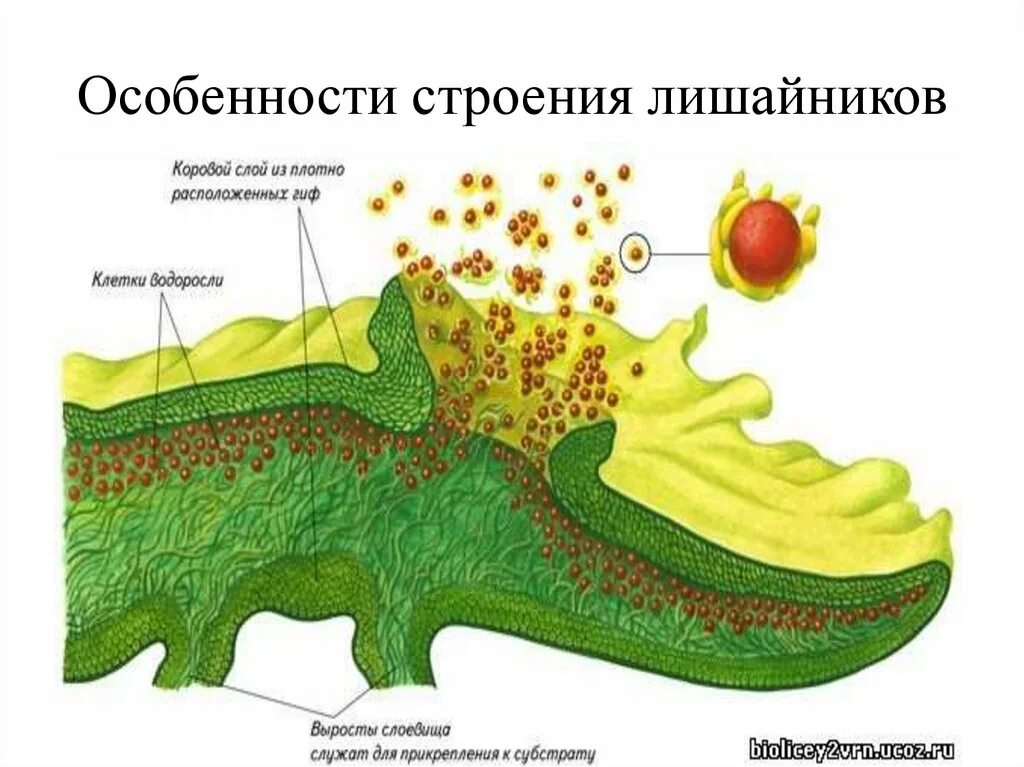 Схема внутреннего строения лишайника. Внутреннее строение лишайника. Строение лишайника рисунок. Микроскопическое строение лишайника.