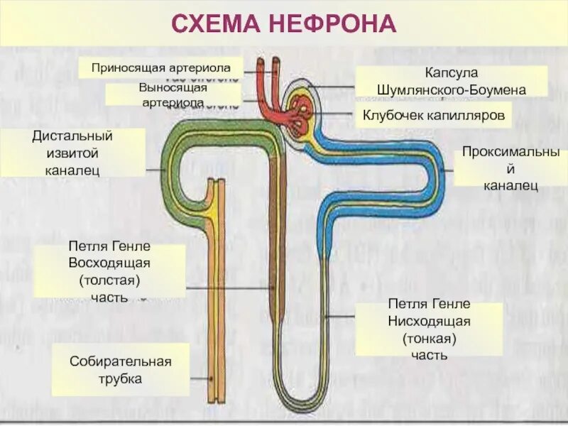 Какая кровь в клубочке нефрона. Реабсорбция в петле Генле. Выделительная система почка извитой каналец нефрона петля Генле. Петля Генле извитой каналец. Петля Генле нефрона.