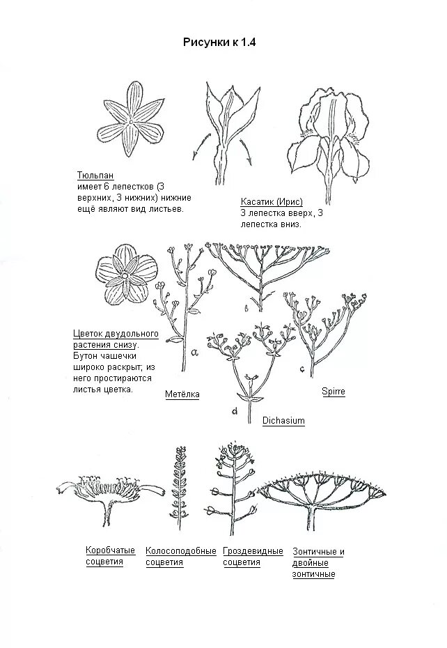 Соцветия двудольных. Соцветие щиток розоцветные. Тип соцветия розы. Тип околоцветника тюльпана. Яблоня соцветие щиток.
