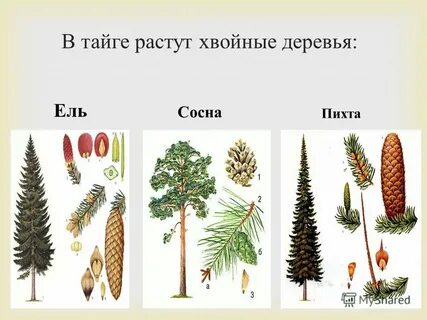 К хвойным лесам относятся