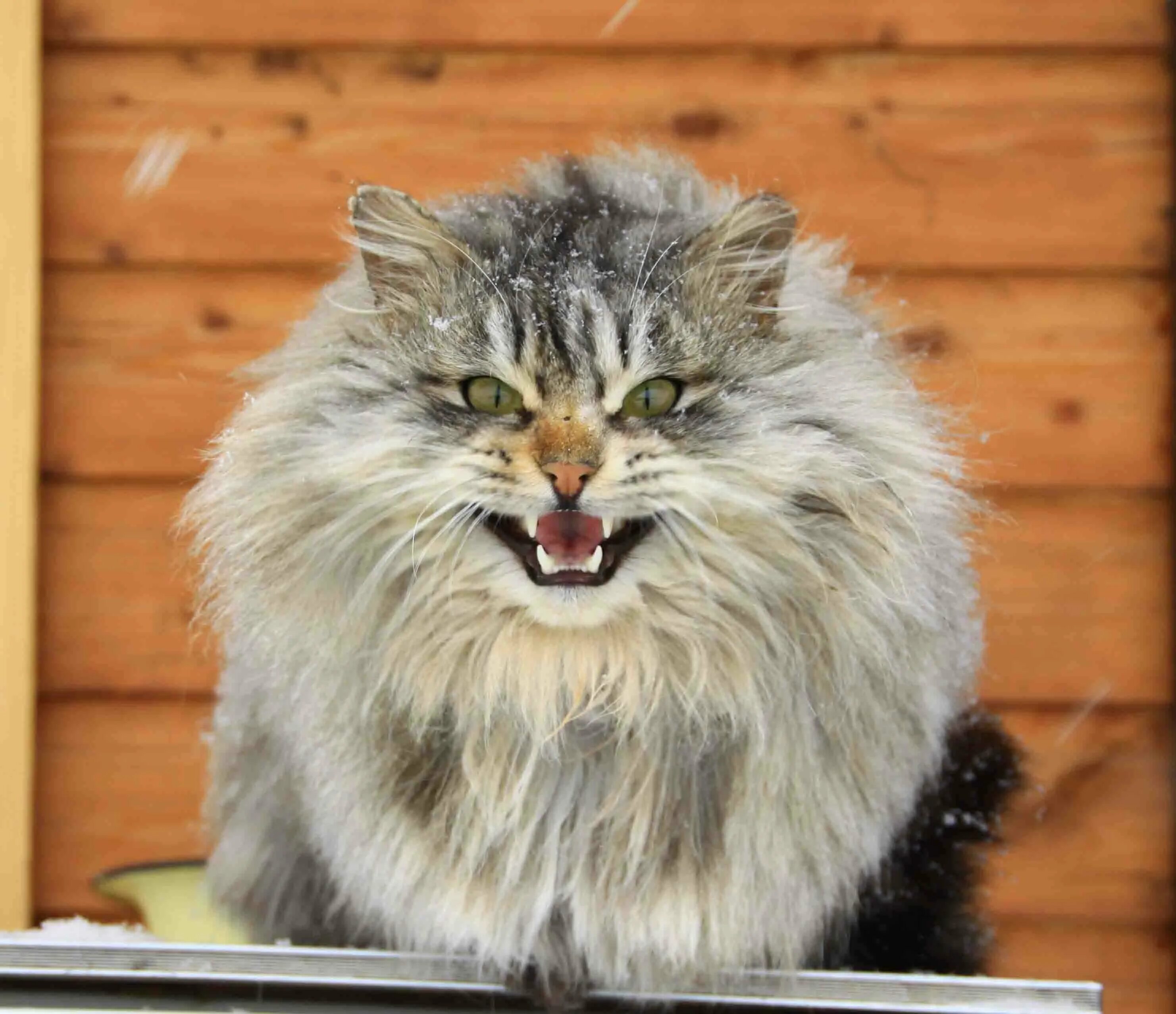 джек ламберт лесоруб. мужик с топором. брутальный мужчина. канадский дровосек борода. мужчина медведь.