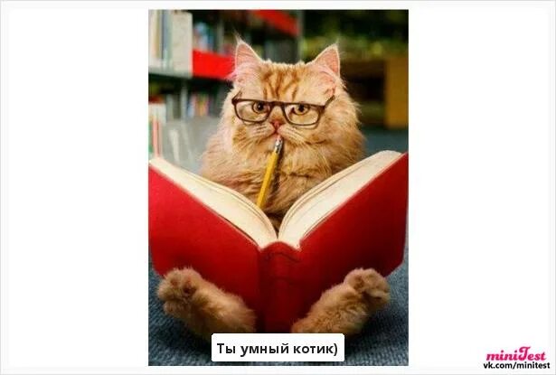 Не умные коты