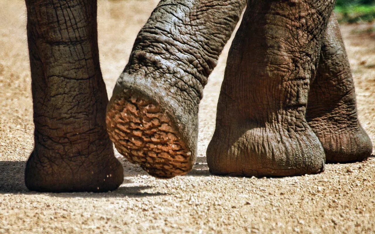 Сколько ног на земле. Ходильные конечности насекомых. Сколько ног на земле. Иллюзия слон. Сколько ног у насекомых.