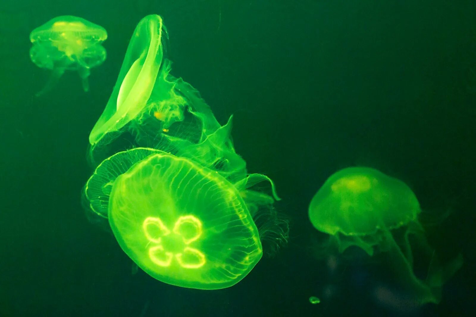 Aequorea victoria зеленая. Белок медузы. Белок медузы. Флуоресцентный белок медузы. Белок медузы.