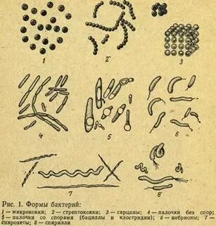 Происхождение бактерий