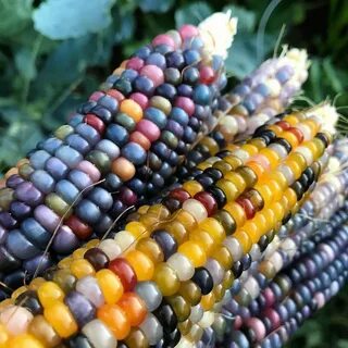 Glass corn