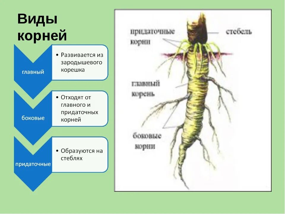 Видоизменение придаточного корня. Основной и боковой корень растения. Разновидности корневища. Что относится к видоизмененным корням биология 6