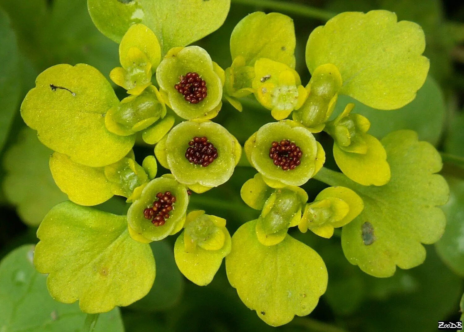 Селезеночник трава. Селезёночник очереднолистный chrysosplenium alternifolium. Золотолистник. Селезеночник очереднолистный. Селезеночник очереднолистный.