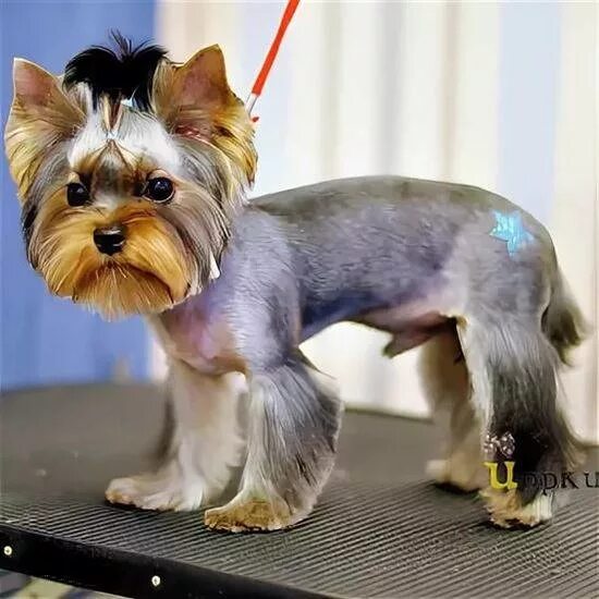 стрижка йорка девочки видео. стрижка корейка для йорков. стрижка щенков йоркширского терьера. йоркшир терьер мини. стрижка йорка мальчика.