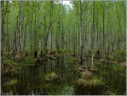 В корявом болотном лесочке