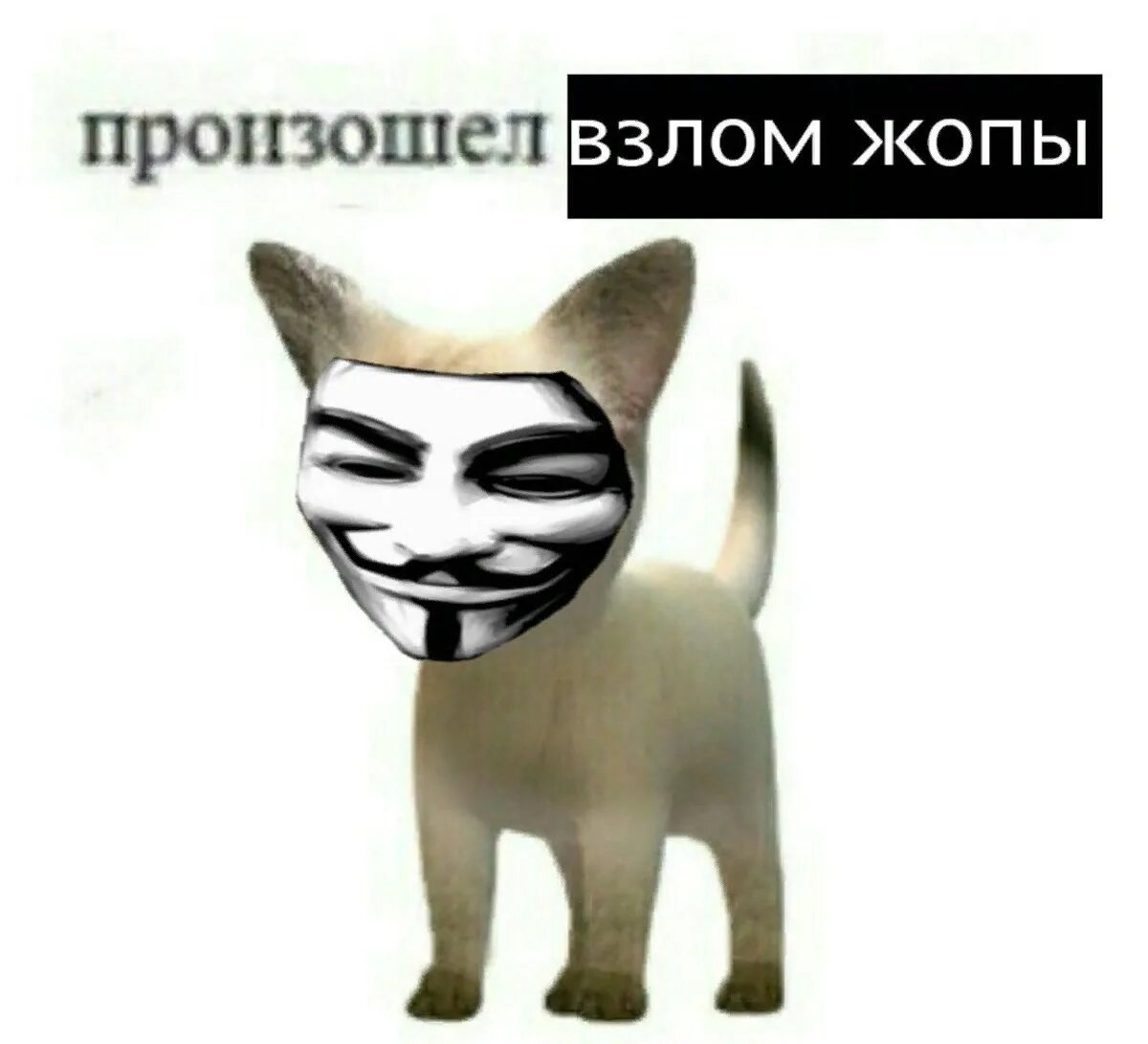 Взломанная memes. Кот анонимус. Мем кот что происходит. Произошел ТРОЛЛИНГ.