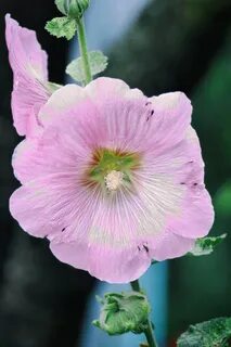 Mallow