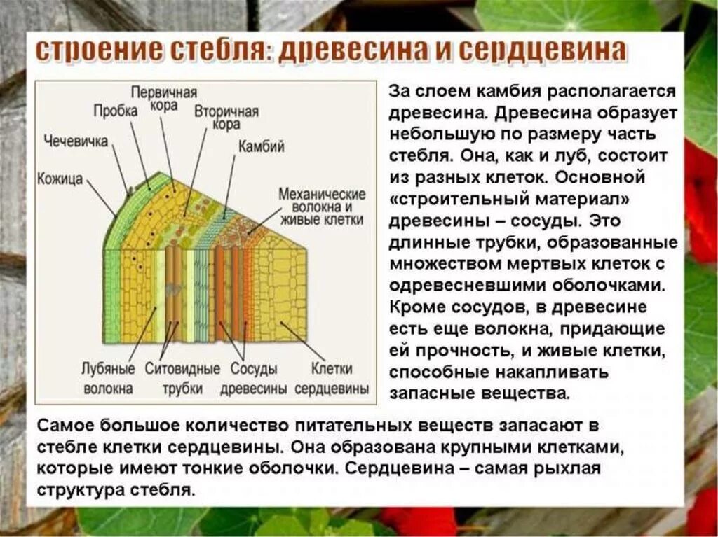 Камбий сосуды устьица древесинные волокна какое понятие. Структуры внутреннего строения стебля. Функции слоев стебля 6 класс биология. Биология внутреннее строение стебля дерева строение. Строение стебля дерева биология.