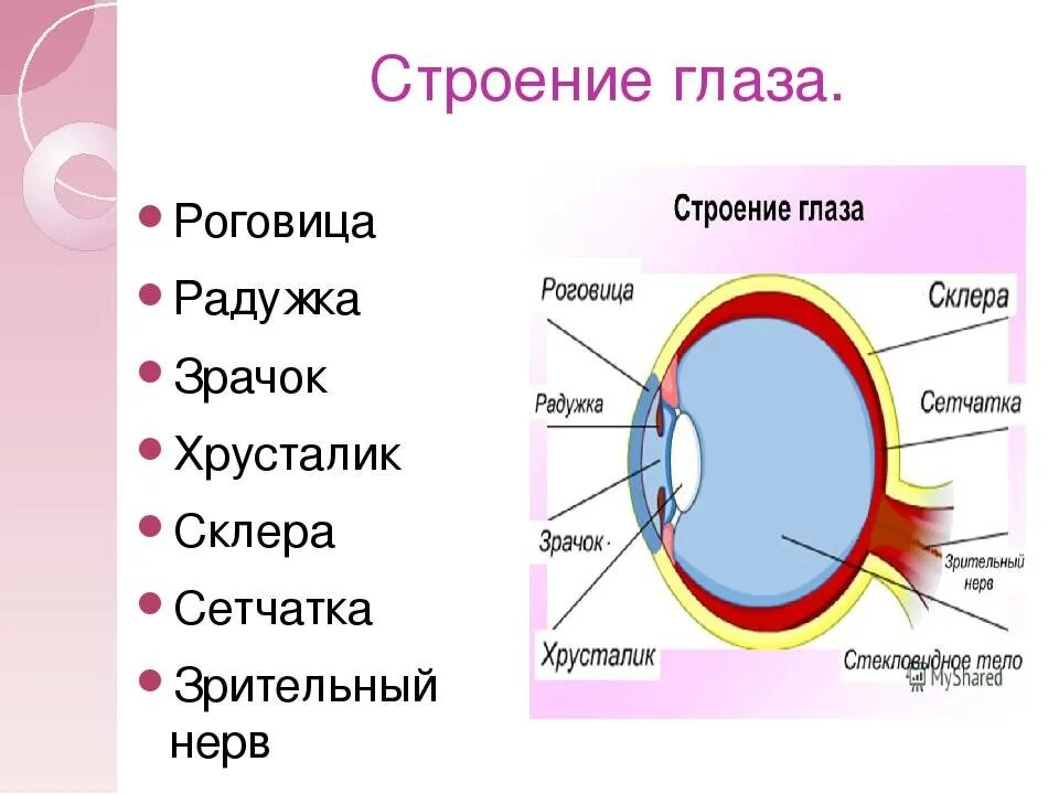 Глаз человека биология 8 класс. Зрачок анатомия строение. Строение глаза зрачок радужка. Строение глаза оболочки глаза. Радужка глаза строение анатомия.