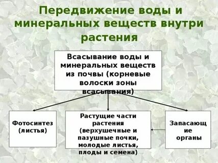 Передвижение питательных веществ какая ткань