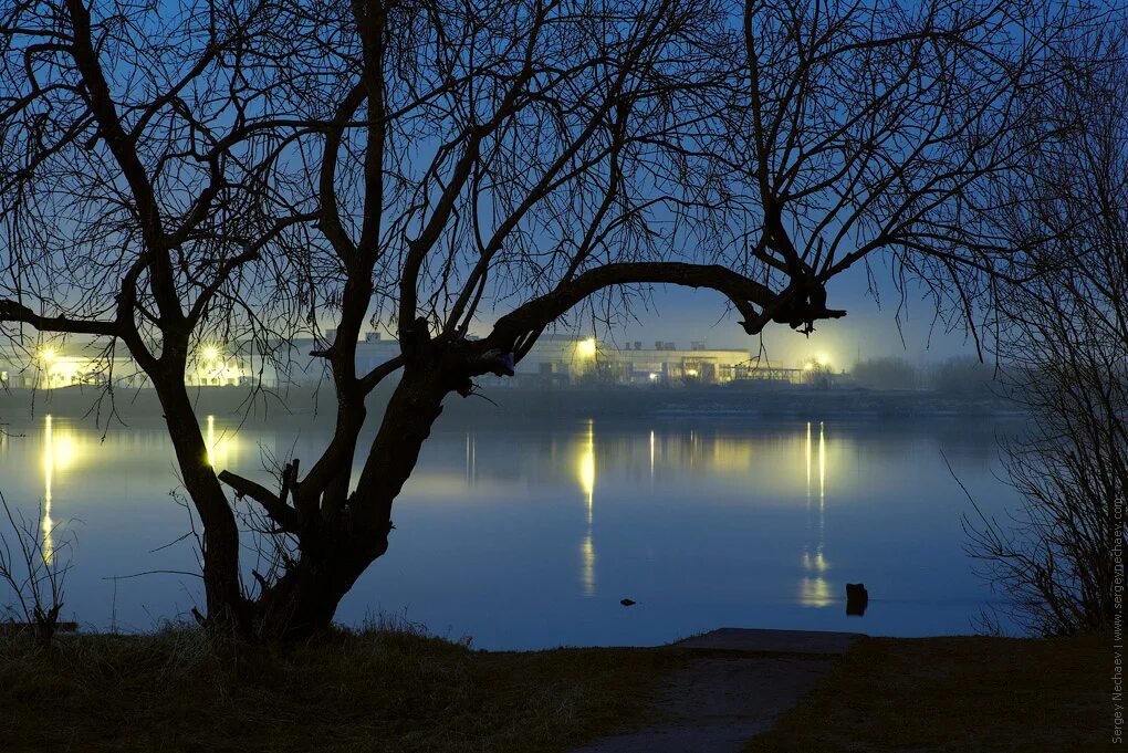 Фото от третьего лица ночные деревья. Дерево освещенное луной