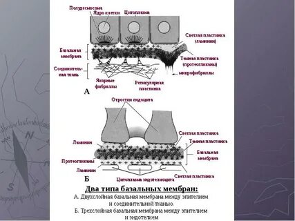 Базальная мембрана базальная пластинка