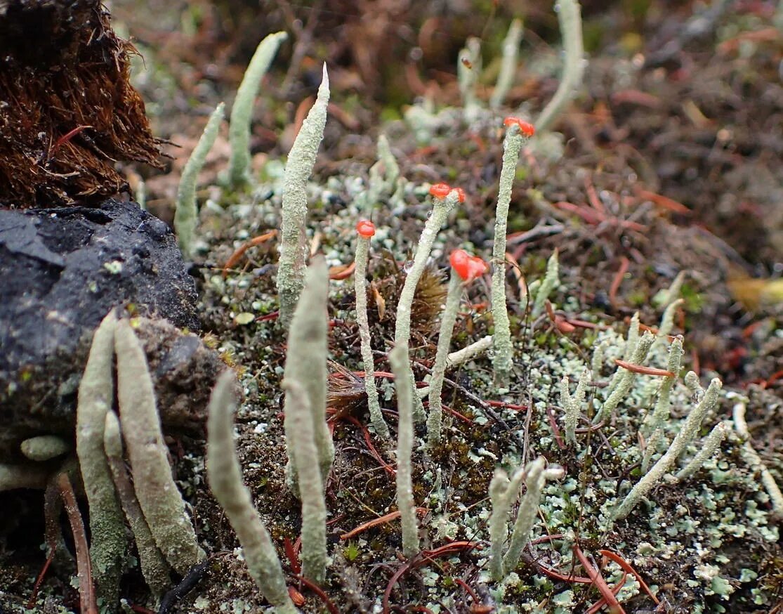 Кладония порошистая. Кладония курчавая. Кладония садовая. Cladonia polydactyla. Кладония курчавая.