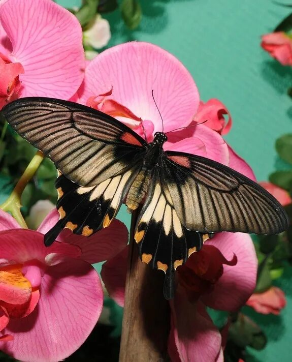 Как автор показывает свое восхищение бабочкой. Удивительный мир бабочек. Как автор показывает свое восхищение бабочкой. Как автор показывает свое восхищение бабочкой. Бабочки владивостока.