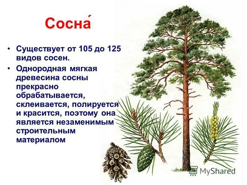 Сосна относится к хвойным. Побег сосны сибирской. Сосна Кедровая видовая. Сосна Сибирская, или Сибирский кедр. Сосна Сибирская обыкновенная.