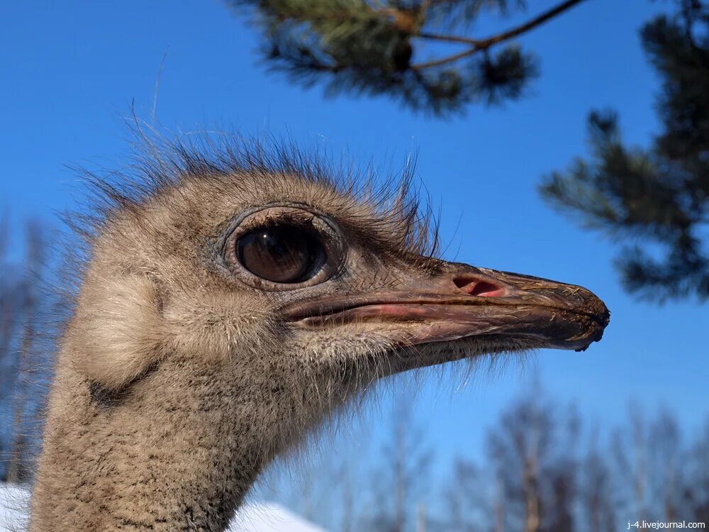 глаз страуса больше чем. глаз страуса. глаз страуса больше чем. родина страусов. глаз страуса.