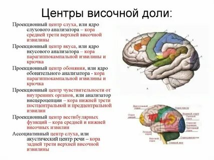 Где находится височная зона