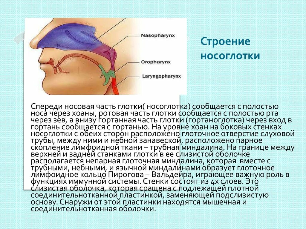 Значение носоглотки человека. Носоглотка строение и функции. Строение и функции носа и глотки. "Строение и функции носа": носоглотка. Функции носовой глотки.