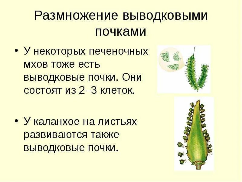 Как называется размножение почками. Вегетативное размножение выводковыми почками. размножение растений выводковыми почками. характеристика размножения выводковыми почками. вегетативное размножение растений выводковыми почками рисунок.