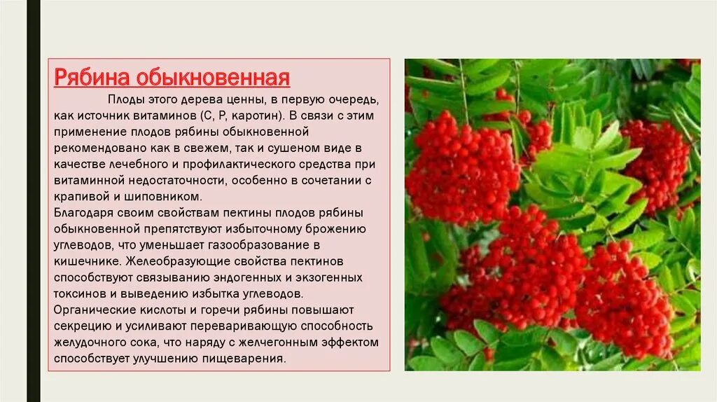 Рябина сорт сорбинка. Рябина обыкновенная "вефед". Рябина дуболистная ягоды. Рябина полезные свойства. Рябина описание дерева.