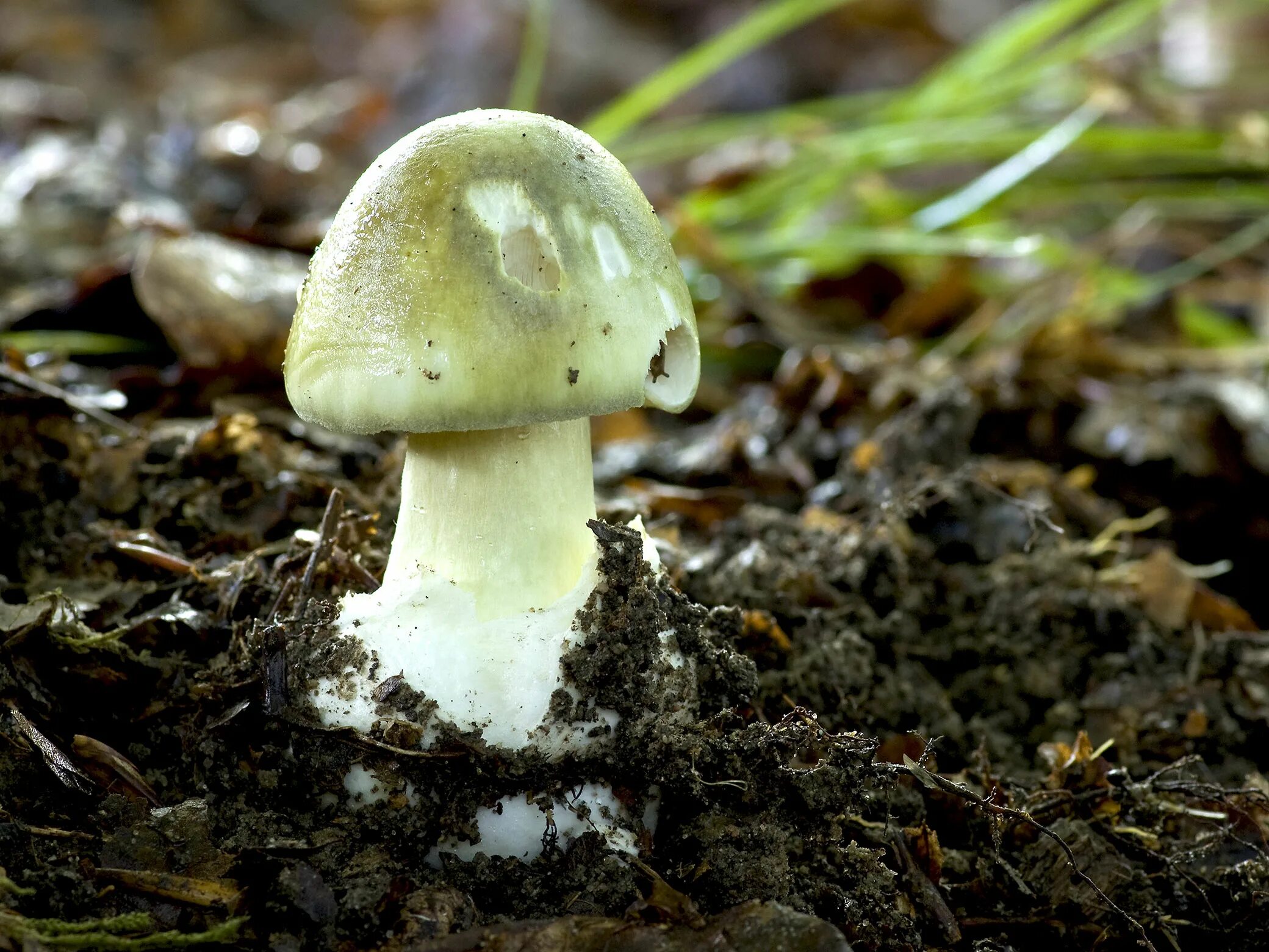 Два ядовитых гриба. Ядовитые грибы Урала. Ядовитые грибы Калининградской области. Ядовитые грибы Алтая. Белый гриб Уральский.
