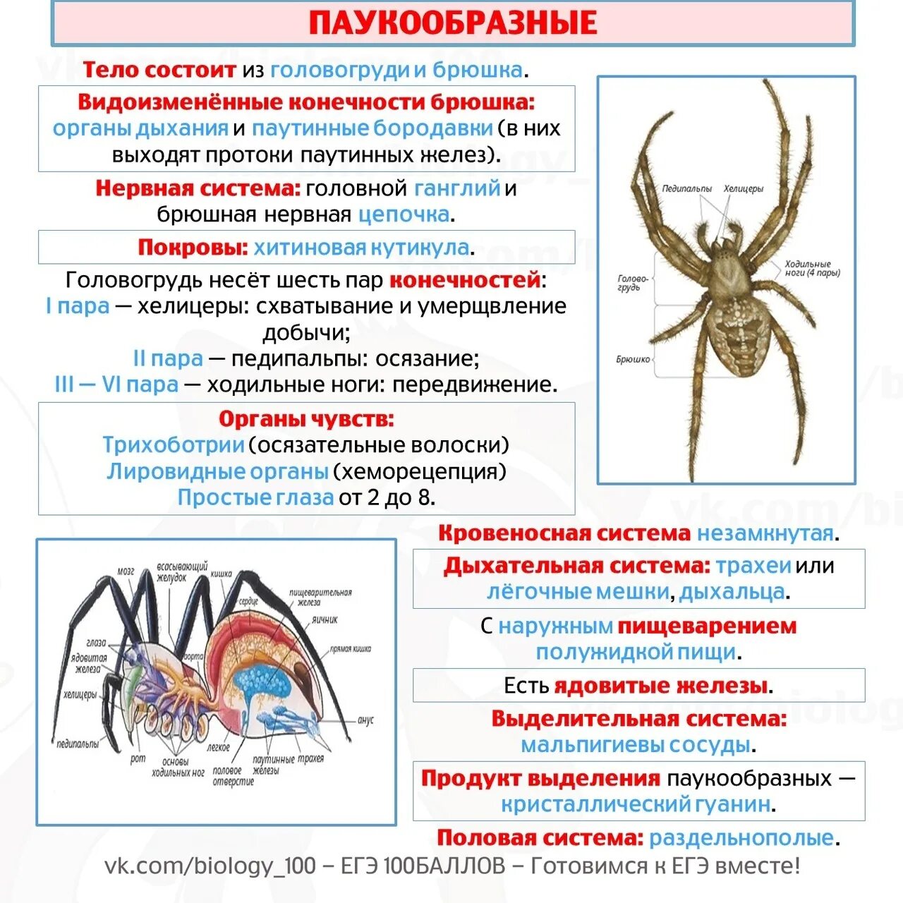 Отделы класса паукообразные. Общая характеристика класса паукообразные 7 класс биология. Внешнее строение паукообразных 7 класс биология таблица. Биология 7 класс паукообразные клещи. Характеристика класса паукообразные 7 класс таблица.